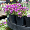 3.5" Square Perennial Pot JMCSR350-1 (Case of 500)