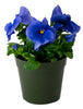 4.25 Round Thin Wall Pot (Case of 1,080)