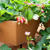 McCedar Hanging Basket (Case of 18)