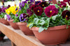 10" Color Bowl (Case of 50)