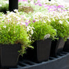 3.5" Square Perennial Pot SR350-1 (Case of 500)